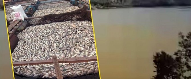 Air Danau Toba Kotor, Ratusan Ton Ikan Mati Mendadak