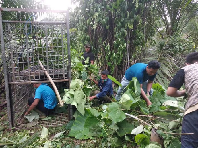 Sejumlah petugas sedang membuat perangkap harimau di salah satu tempat lintasan harimau Sumatra di Lauk Damak, Kecamatan Bahorok, Langkat.