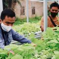 Kelompok pengelola sayur hidroponik Kuala Tanjung, Kabupaten Batu Bara, Sumatera Utara