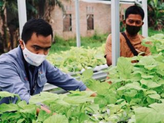 Kelompok pengelola sayur hidroponik Kuala Tanjung, Kabupaten Batu Bara, Sumatera Utara