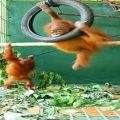 Balai Besar Konservasi Sumberdaya Alam (BBKSDA) Sumatera Utara (Sumut) menerima sepasang Orangutan Sumatera (Pongo abelii) yang berasal dari BKSDA Jawa Tengah.
