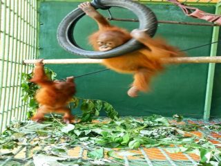 Balai Besar Konservasi Sumberdaya Alam (BBKSDA) Sumatera Utara (Sumut) menerima sepasang Orangutan Sumatera (Pongo abelii) yang berasal dari BKSDA Jawa Tengah.