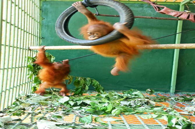 Balai Besar Konservasi Sumberdaya Alam (BBKSDA) Sumatera Utara (Sumut) menerima sepasang Orangutan Sumatera (Pongo abelii) yang berasal dari BKSDA Jawa Tengah.