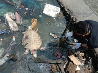 Komunitas Menjaga Pantai Barat (Komantab) mengevakuasi bangkai seekor Penyu dengan berat diperkirakan 60 Kg usai terdampar ditepian perairan Kelurahan Sambas, Kota Sibolga, Senin (10/5/2021).