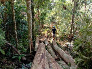 Pusat Informasi Rakyat (PIRA) Sumatera Utara (Sumut) meminta DPRD Kabupaten Padang Lawas (Palas) untuk segera menghentikan perambahan hutan dengan dalih pembukaan perkebunan Inti rakyat (PIR) di Desa Sianggunan, Kecamatan Sosopan, Kabupaten Padang Lawas.