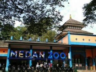 Kebun Binatang Medan atau Medan Zoo yang terletak di Jalan Bunga Rampe IV, Kelurahan Simalingkar B, Kecamatan Medan Tuntungan akhirnya mulai dibuka sejak, Jumat (25/6/2021)