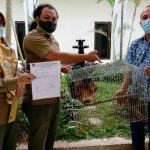 Balai Besar Konservasi Sumberdaya Alam (BBKSDA) Sumatera Utara (Sumut) menerima 1 ekor satwa dilindungi yaitu Elang Bondol (Haliastur indus), yang ditemukan oleh seorang dosen di Universitas Negeri Medan (UNIMED), Surya Dharma.