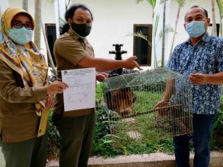 Balai Besar Konservasi Sumberdaya Alam (BBKSDA) Sumatera Utara (Sumut) menerima 1 ekor satwa dilindungi yaitu Elang Bondol (Haliastur indus), yang ditemukan oleh seorang dosen di Universitas Negeri Medan (UNIMED), Surya Dharma.