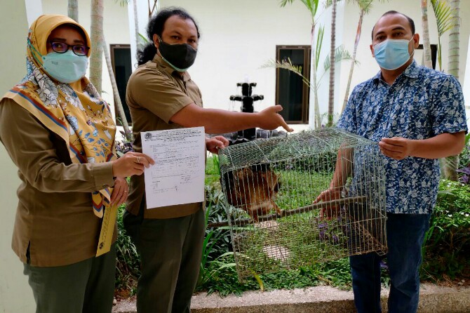 Balai Besar Konservasi Sumberdaya Alam (BBKSDA) Sumatera Utara (Sumut) menerima 1 ekor satwa dilindungi yaitu Elang Bondol (Haliastur indus), yang ditemukan oleh seorang dosen di Universitas Negeri Medan (UNIMED), Surya Dharma.