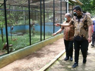 Walikota Medan, Bobby Nasution mengingatkan kepada calon direksi PD Pembangunan nantinya agar bisa mengembangkan potensi yang ada di Kebun binatang guna menarik minat masyarakat untuk berkunjung