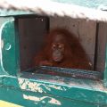Bertepatan dengan Hari Orangutan Internasional yang diperingati pada tanggal 19 Agustus 2021, Balai Besar Konservasi Sumberdaya Alam (BBKSDA) Sumatera Utara (Sumut) menerima pemulangan 9 satwa liar di Bandara Kualanamu, Kamis (19/8/2021).