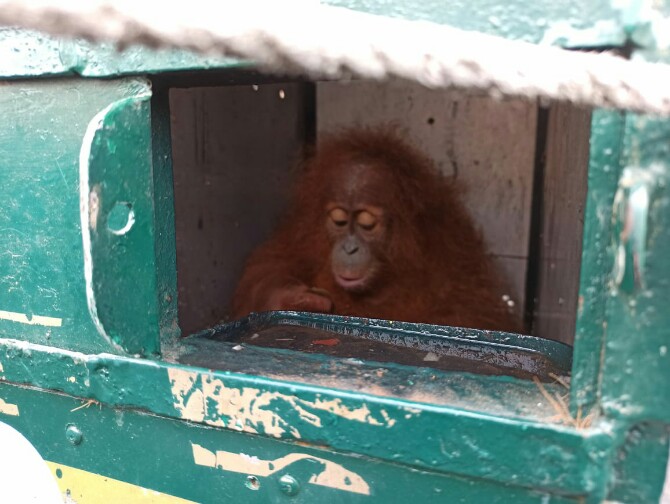 Bertepatan dengan Hari Orangutan Internasional yang diperingati pada tanggal 19 Agustus 2021, Balai Besar Konservasi Sumberdaya Alam (BBKSDA) Sumatera Utara (Sumut) menerima pemulangan 9 satwa liar di Bandara Kualanamu, Kamis (19/8/2021).