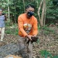 Balai Besar Konservasi Sumberdaya Alam (BBKSDA) Sumatera Utara (Sumut) melepasliarkan 5 ekor burung Kuau Kerdil Sumatera (Polyplectron chalcurum) di kawasan Konservasi Suaka Margasatwa Barumun.