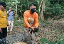 Balai Besar Konservasi Sumberdaya Alam (BBKSDA) Sumatera Utara (Sumut) melepasliarkan 5 ekor burung Kuau Kerdil Sumatera (Polyplectron chalcurum) di kawasan Konservasi Suaka Margasatwa Barumun.