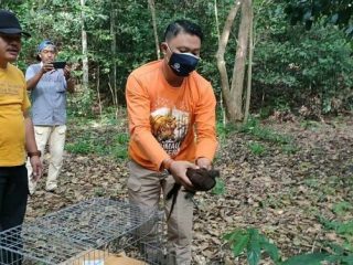 Balai Besar Konservasi Sumberdaya Alam (BBKSDA) Sumatera Utara (Sumut) melepasliarkan 5 ekor burung Kuau Kerdil Sumatera (Polyplectron chalcurum) di kawasan Konservasi Suaka Margasatwa Barumun.