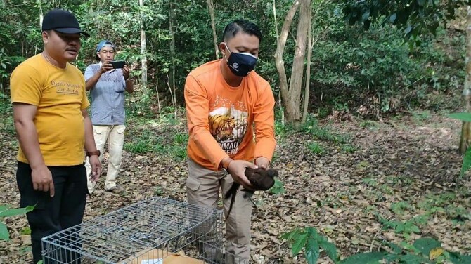 Balai Besar Konservasi Sumberdaya Alam (BBKSDA) Sumatera Utara (Sumut) melepasliarkan 5 ekor burung Kuau Kerdil Sumatera (Polyplectron chalcurum) di kawasan Konservasi Suaka Margasatwa Barumun.