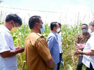 Manajemen PT Inalum (Persero) menyerahkan bantuan 5 mesin pemipil jagung kepada Kepala Desa Siantar Utara, Pargaulan Marpaung didampingi Anggota Komisi VII DPR RI, Lamhot Sinaga, Ketua DPRD Kabupaten Toba, Effendy Napitupulu dan Kepala Dinas Koperindag Toba Tua Pangaribuan. Bantuan ini akan mempermudah masyarakat Desa Siantar Utara dalam memproduksi dan melakukan hilirisasi dari produk pertanian jagung.foto:ist