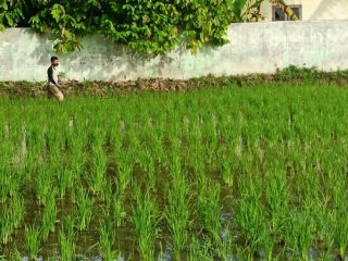 Kelompok petani muda yang tergabung dalam Go You Lead binaan Yayasan Fajar Sejahtera Indonesia (YAFSI), diajarkan tata cara merawat dan mengelola tanaman padi yang baik, untuk meningkatkan hasil produksi pertanian di Desa Denai Lama Kecamatan Pantai Labu, Deli Serdang, Sabtu (20/11/2021).