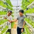 Kebun hidroponik (green house) Dekan FE Unimed Prof. Dr. Indra Maipita (kiri) di Komplek Perumahan Dosen Griya Unimed Medan. Konsep modernisasi pertanian dengan electrifying agriculture ini diharapkan mendorong produkvitas usaha tani.