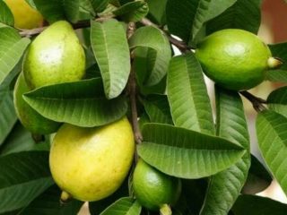 Daun jambu biji