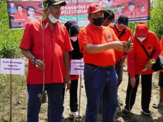 Dewan Pimpinan Cabang (DPC) Partai Demokrasi Indonesia Perjuangan (PDIP) Kabupaten Langkat melaksanakan penanaman dan pelestarian hutan mangrove, di Desa Lubuk Kertang Kecamatan Brandan Barat, Langkat, Minggu (23/1/2022).
