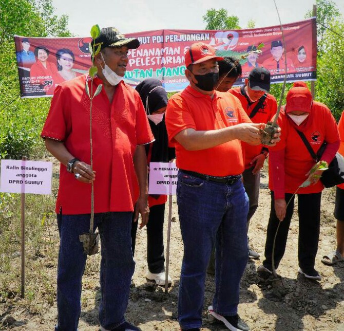 Dewan Pimpinan Cabang (DPC) Partai Demokrasi Indonesia Perjuangan (PDIP) Kabupaten Langkat melaksanakan penanaman dan pelestarian hutan mangrove, di Desa Lubuk Kertang Kecamatan Brandan Barat, Langkat, Minggu (23/1/2022).