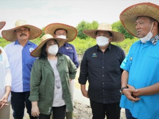 Plt Bupati Langkat, Syah Afandin di sela-sela kegiatan penanaman 10.000 bibit mangrove, Kamis (10/3/2022)