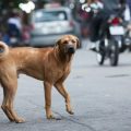 Pemko Medan menerbitkan larangan peredaran penjualanan dan perdagangan daging anjing untuk dikonsumsi. Pelarangan ini berdasarkan surat edaran Walikota Medan per 2 Juni 2022 lalu.