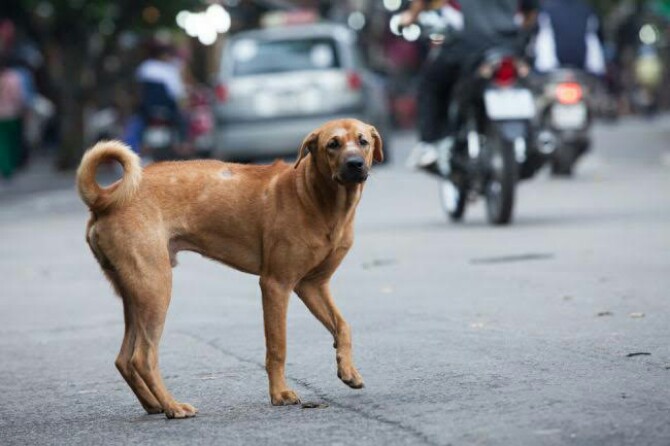 Pemko Medan menerbitkan larangan peredaran penjualanan dan perdagangan daging anjing untuk dikonsumsi. Pelarangan ini berdasarkan surat edaran Walikota Medan per 2 Juni 2022 lalu.
