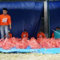 Dalam rangka merayakan Idul Adha 1443 H, Bank Sumut melaksanakan penyembelihan 20 hewan kurban yang terdiri dari sebelas ekor sapi dan sembilan ekor kambing bertempat di Jl. Tanjung Sari Pasar III Pool Kendaraan Bank Sumut, Kota Medan, Minggu (10/7/2022).