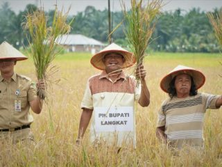 Plt Bupati Langkat, Syah Afandin saat panen raya