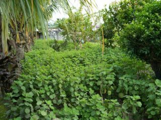 Daun Bangun bangun. Foto: kaldera/efri surbakti