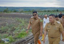 Walikota Medan, Bobby Nasution bersama Bupati Dairi meninjau lahan pertanian hortikultura di Dairi, Senin (6/2/2023). Foto:Dinas Kominfo Sumut