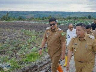 Walikota Medan, Bobby Nasution bersama Bupati Dairi meninjau lahan pertanian hortikultura di Dairi, Senin (6/2/2023). Foto:Dinas Kominfo Sumut