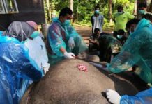 Seekor gajah Sumatera (Elephas Maximus Sumatranus) mati di Aek Nauli Elephant Conservation Camp (ANECC) di Kabupaten Simalungun, Sumatera Utara (Sumut).
