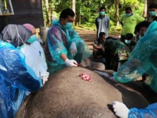 Infeksi dan Malnutrisi, Gajah Dwiki Mati di Simalungun