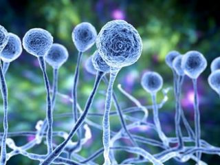 Pria Asal India Ini Jadi Orang Pertama Di Dunia Yang Terkena Penyakit Jamur Tanaman Mematikan