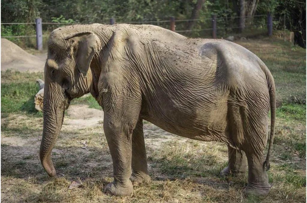 Pai LIn, Gajah yang diselamatkan Wildlife Friends Foundation Thailand (WFFT) (Wildlife Friends Foundation Thailand (WFFT))