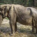 Pai LIn, Gajah yang diselamatkan Wildlife Friends Foundation Thailand (WFFT) (Wildlife Friends Foundation Thailand (WFFT))