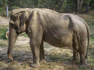 Pai LIn, Gajah yang diselamatkan Wildlife Friends Foundation Thailand (WFFT) (Wildlife Friends Foundation Thailand (WFFT))