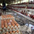 Harga pakan ternak ayam petelur seperti jagung, bungkil kacang kedelai mengalami kenaikan drastis. Tingginya harga pakan membuat sejumlah peternak ayam petelur bangkrut dan menutup usahanya.