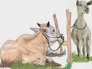 Hewan Kurban (ilustrasi)