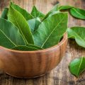 Daun Salam