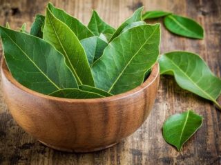 Daun Salam