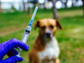 Gejala rabies pada manusia bisa berbeda-beda tergantung pada stadium penyakit. Untuk diketahui, rabies adalah penyakit menular mematikan pada manusia dan hewan yang menyerang sistem saraf pusat.