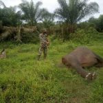 Seekor gajah betina diperkirakan berusia 15 tahun ditemukan mati di Desa Karang Ampar, Kecamatan Ketol, Aceh Tengah. Pihak Balai Konservasi Sumber Daya Alam (BKSDA) Aceh masih menyelidiki penyebab kematian satwa berbelalai tersebut.