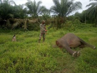Seekor gajah betina diperkirakan berusia 15 tahun ditemukan mati di Desa Karang Ampar, Kecamatan Ketol, Aceh Tengah. Pihak Balai Konservasi Sumber Daya Alam (BKSDA) Aceh masih menyelidiki penyebab kematian satwa berbelalai tersebut.