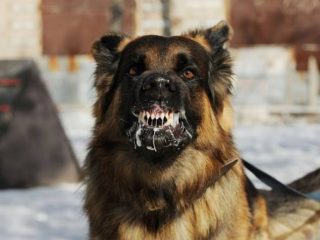 Rabies merupakan salah satu penyakit zoonosis yaitu penyakit yang menular dari hewan ke manusia. Infeksi ini ditularkan oleh hewan yang terinfeksi penyakit rabies.