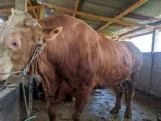 “Mosin” Sapi Kurban Presiden Jokowi Untuk Warga Sumut