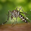 Mengenal Nyamuk Anopheles, Penyebab Malaria. (pixabay/pexels)